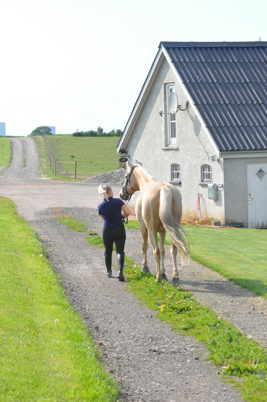 Palomino Golden Fashion *Elsket og Savnet"  billede 9