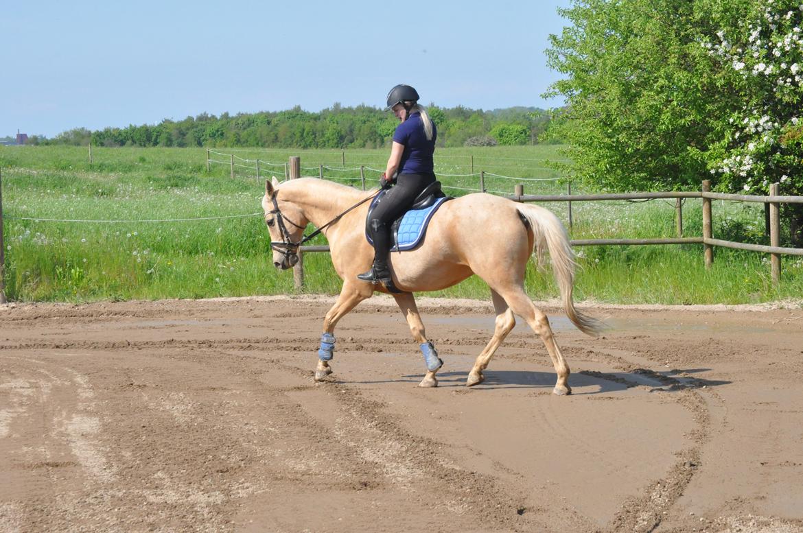 Palomino Golden Fashion *Elsket og Savnet"  billede 4