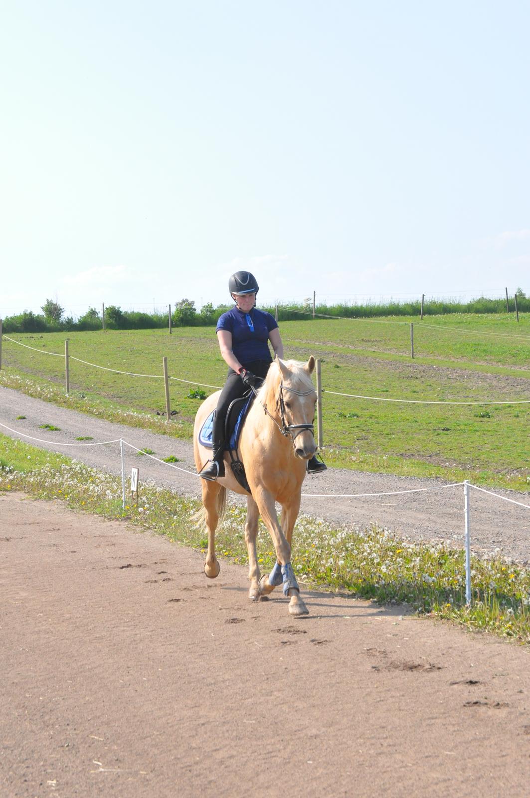 Palomino Golden Fashion *Elsket og Savnet"  billede 6