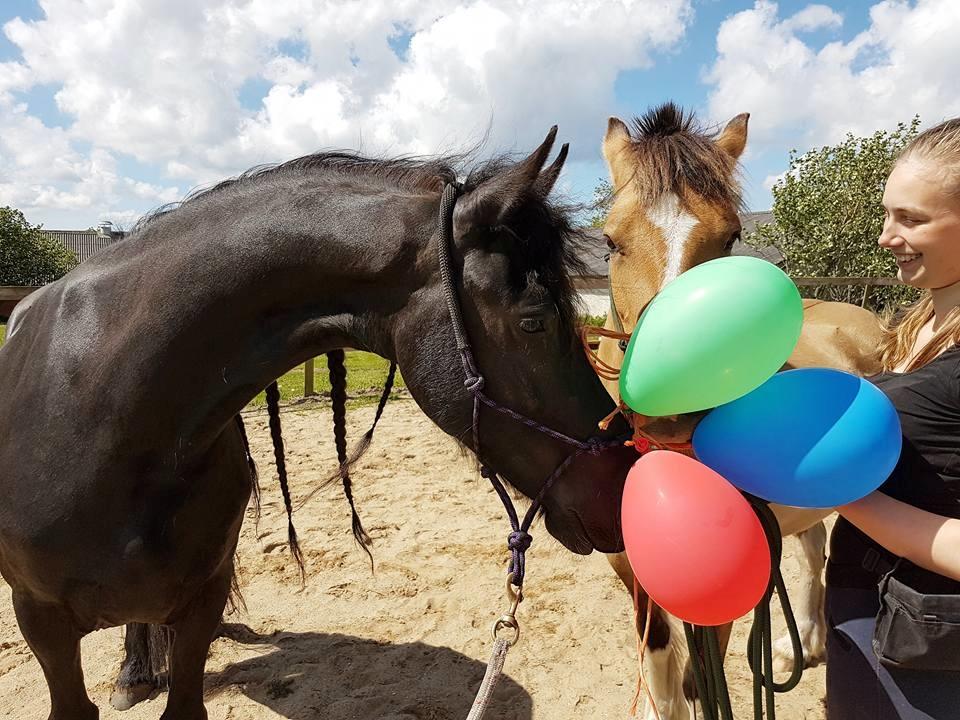 Frieser Migu van Årupgård - 21. maj 2017 ... Miljøtræning ... Fotograf: Mobilbillede billede 43