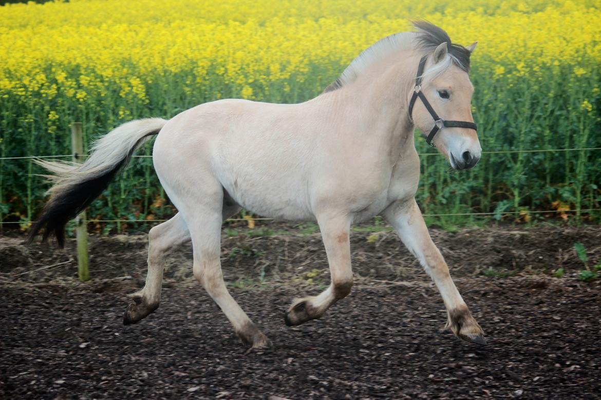 Fjordhest Lamhaves Casjo Sejr - Casjo på banen den 10. maj 2017, på hans to års fødselsdag. billede 4