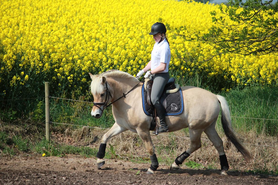 Fjordhest Lamhaves Confetti - Confetti og jeg træner lidt dressur den 21. maj 2017 billede 1