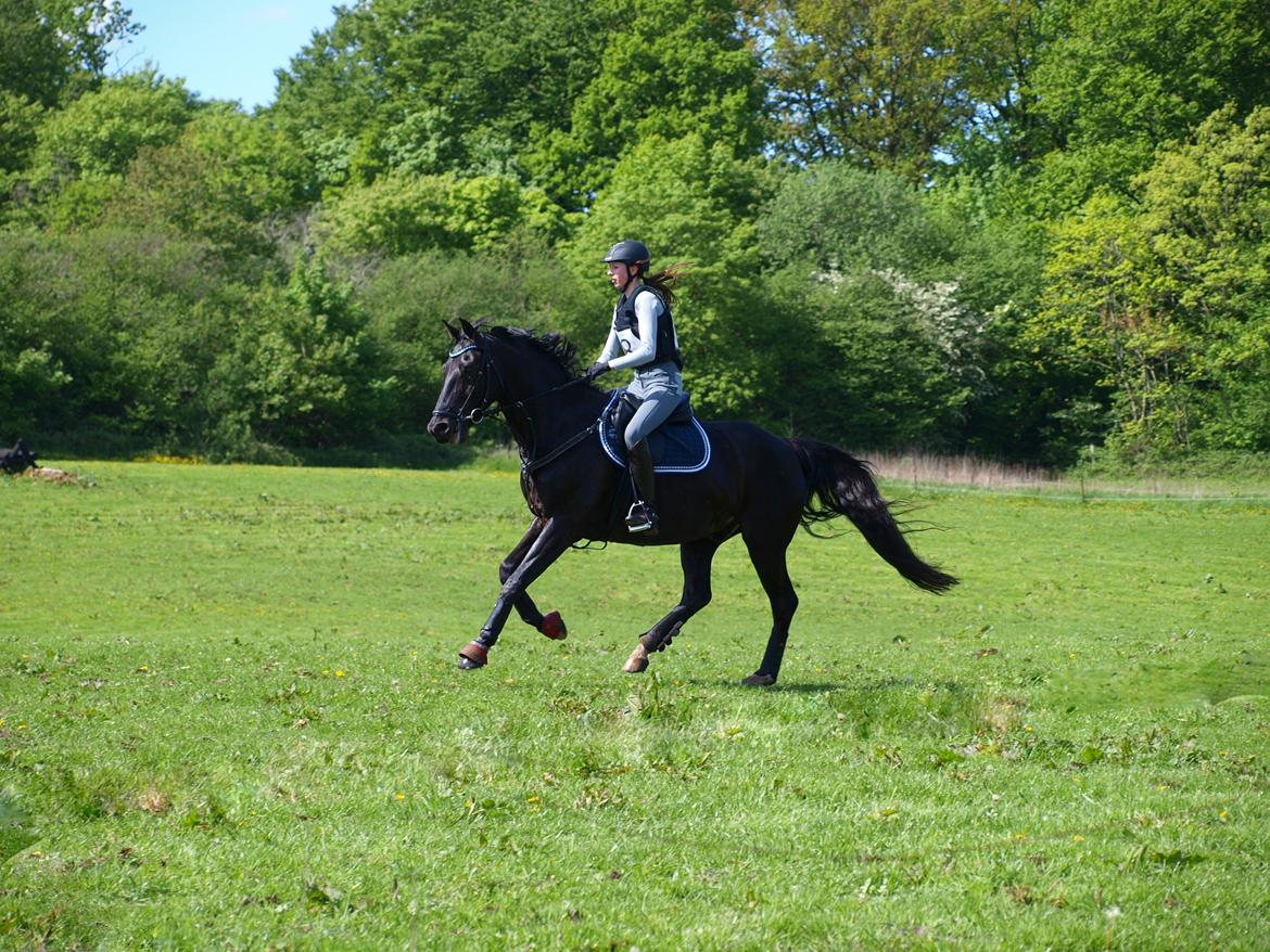 Dansk Varmblod Tranholms Santiago - Stævne maj 2017, SRÅ billede 13