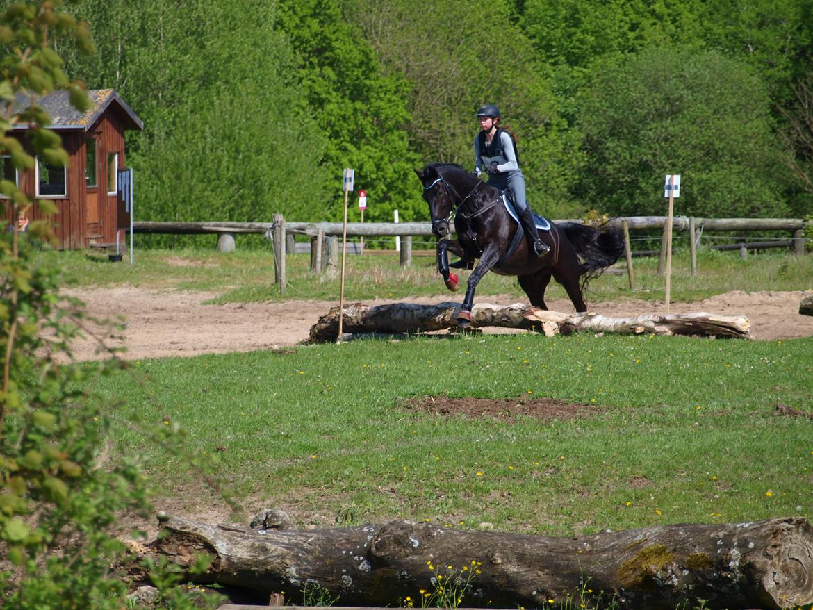 Dansk Varmblod Tranholms Santiago - Stævne maj 2017, SRÅ billede 14