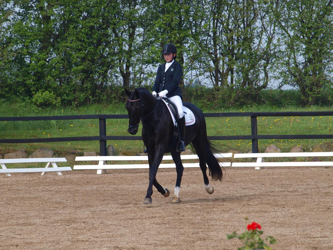 Dansk Varmblod Tranholms Santiago - Stævne maj 2017, RISK billede 8