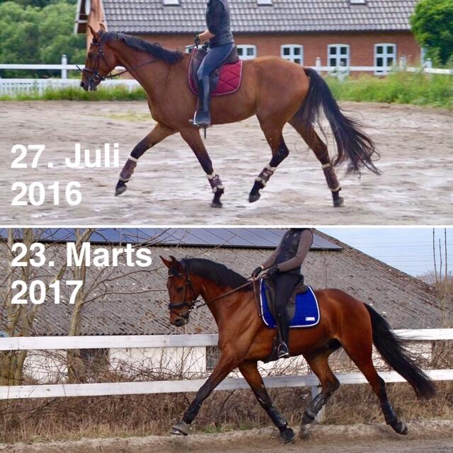 Dansk Varmblod Holtegårdens please me billede 12