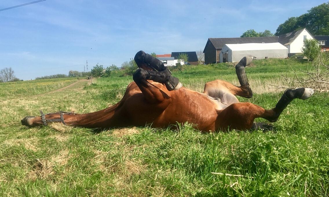 Dansk Varmblod Holtegårdens please me billede 10