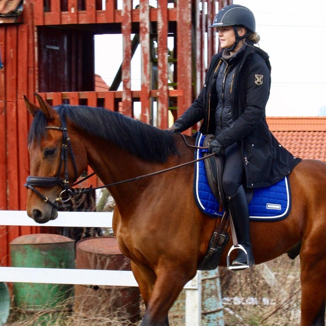 Dansk Varmblod Holtegårdens please me billede 13