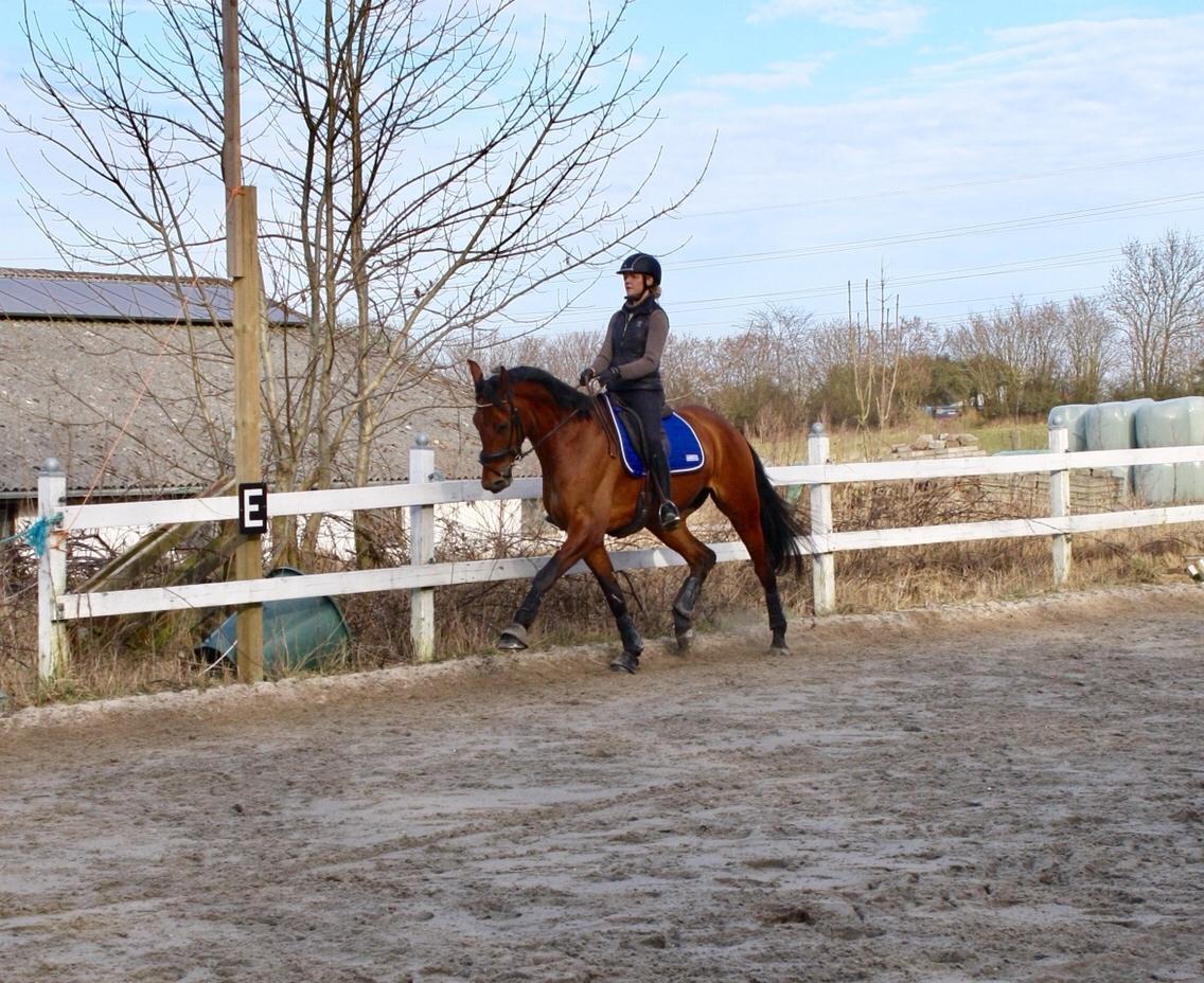 Dansk Varmblod Holtegårdens please me billede 14