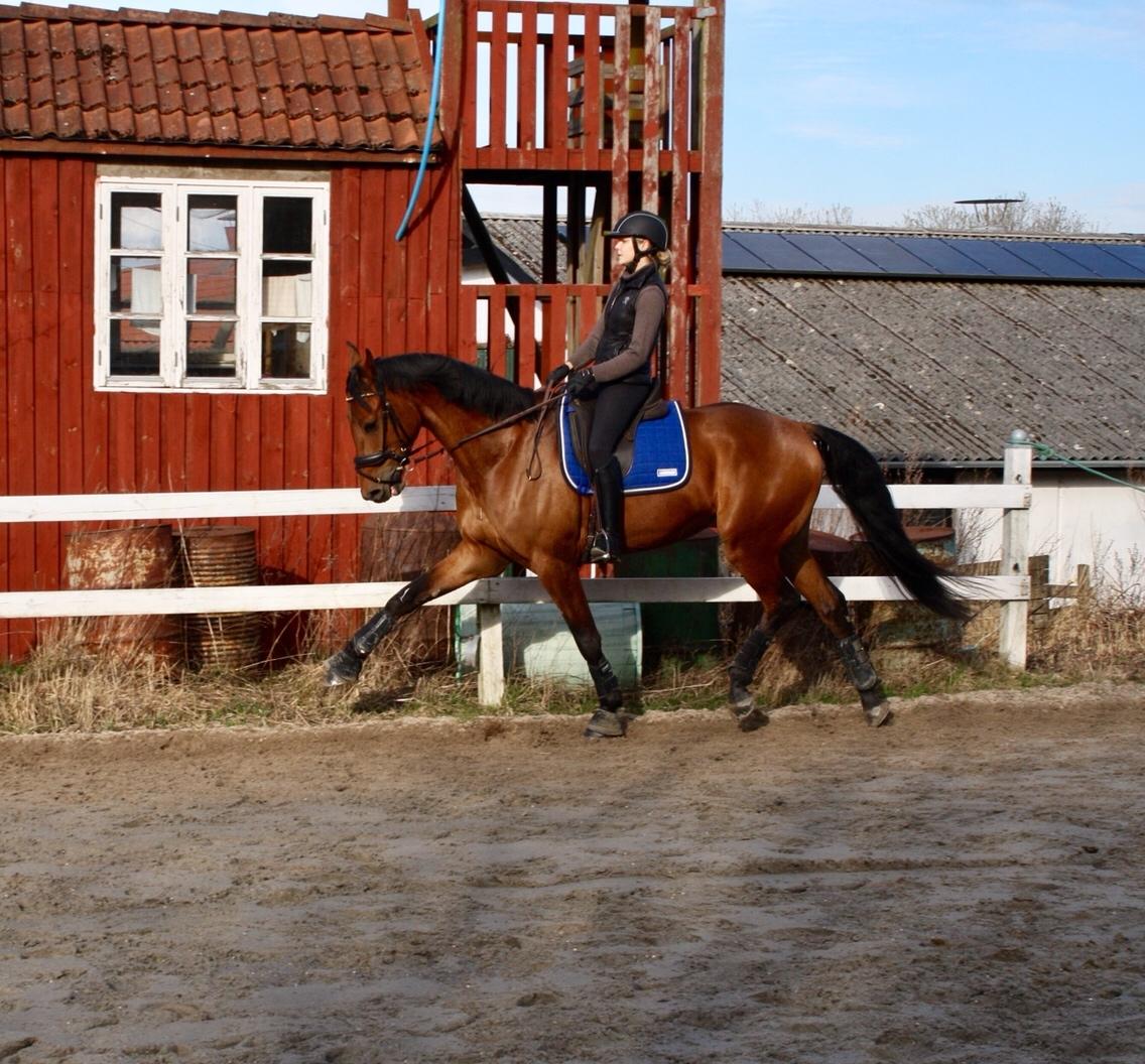 Dansk Varmblod Holtegårdens please me billede 16