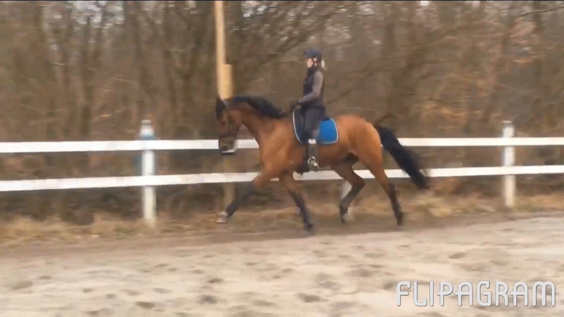 Dansk Varmblod Holtegårdens please me billede 20