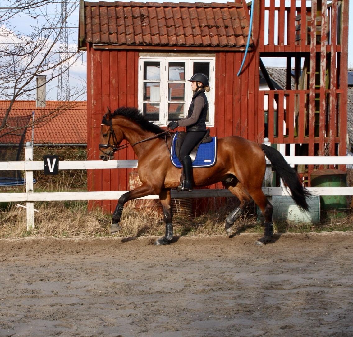 Dansk Varmblod Holtegårdens please me billede 18