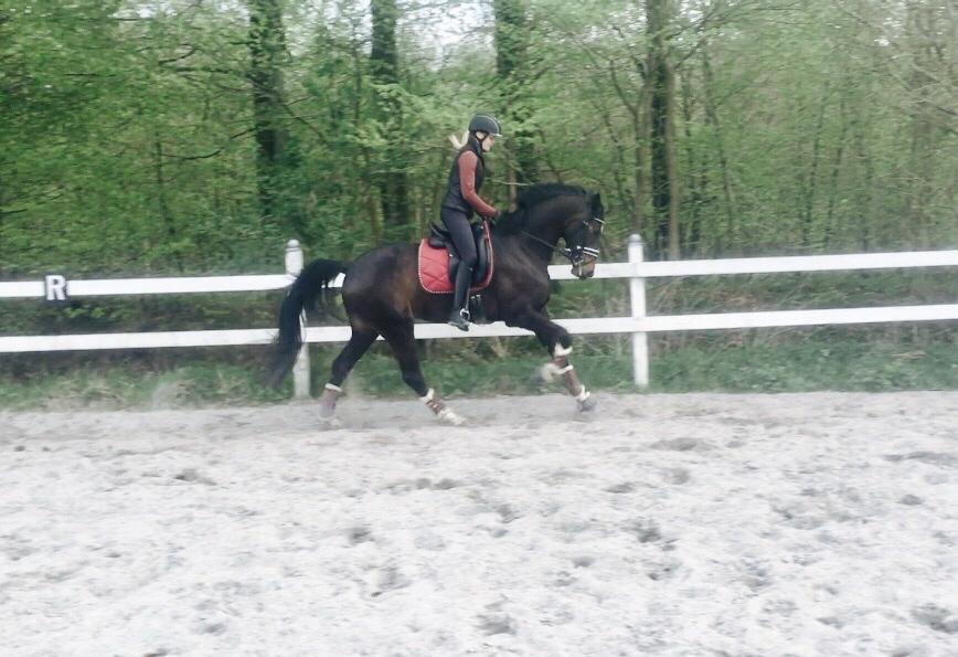 Dansk Varmblod Holtegårdens penny lane billede 8