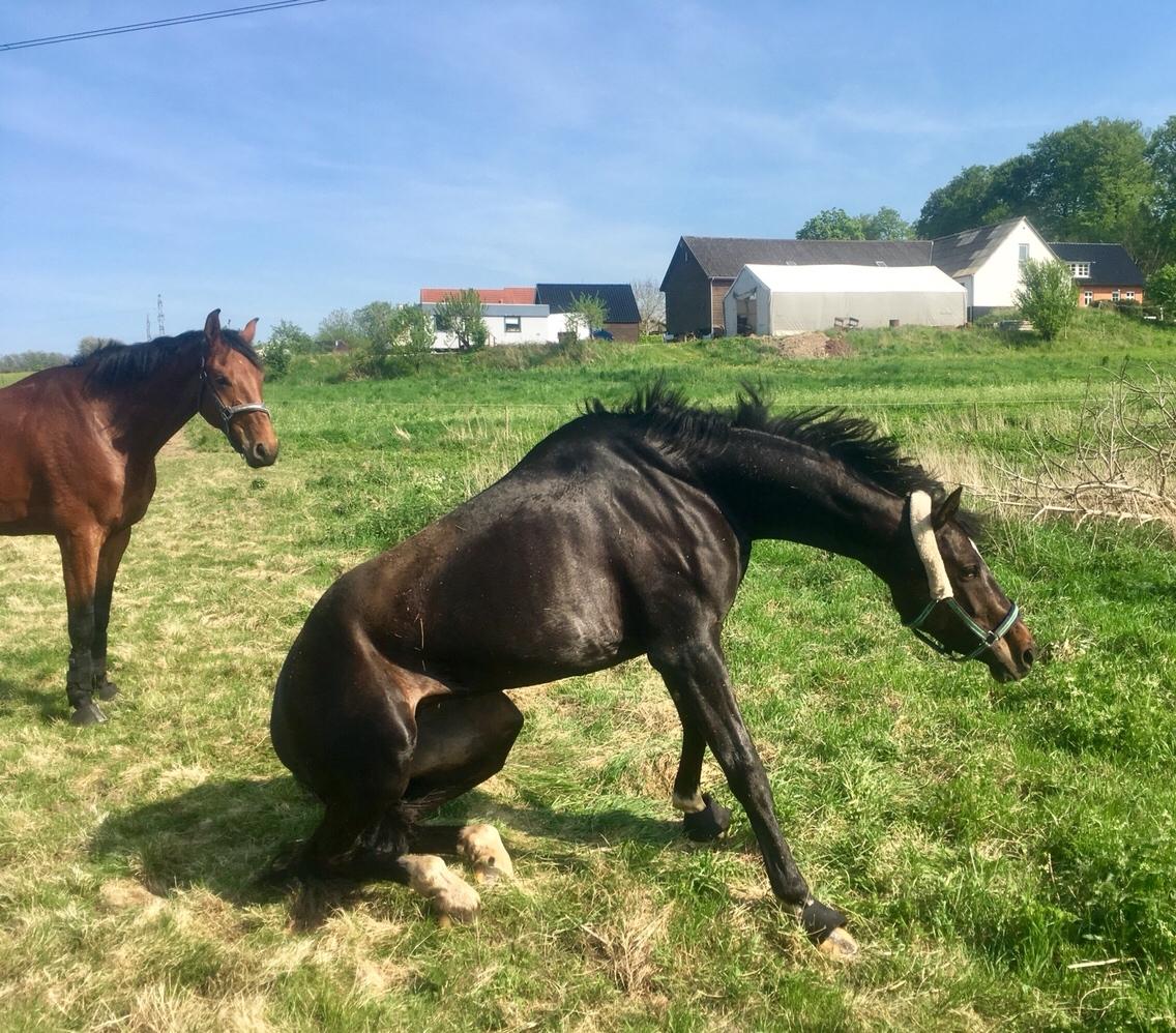 Dansk Varmblod Holtegårdens penny lane billede 7