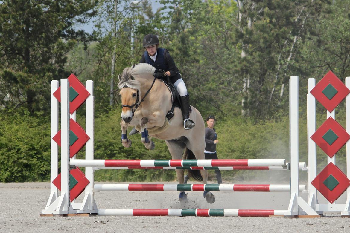 Fjordhest Flicka Fredensdal billede 1