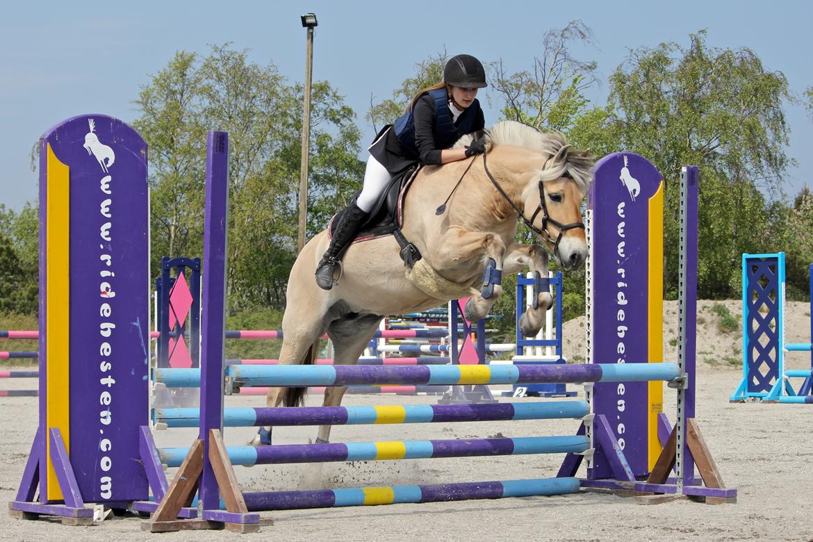 Fjordhest Flicka Fredensdal billede 6