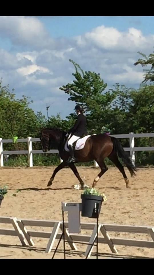 Tysk Varmblod A'kayzia billede 16