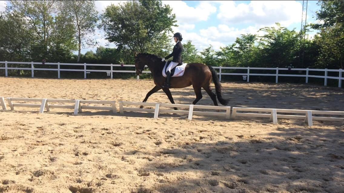 Tysk Varmblod A'kayzia billede 17