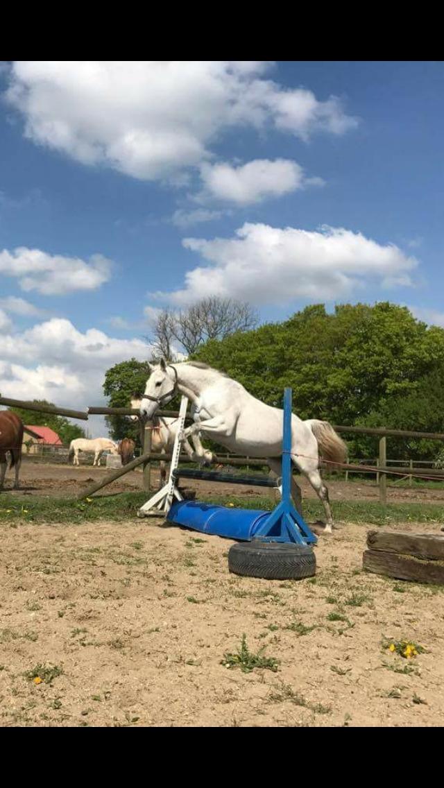 Polsk Varmblod Holli billede 19