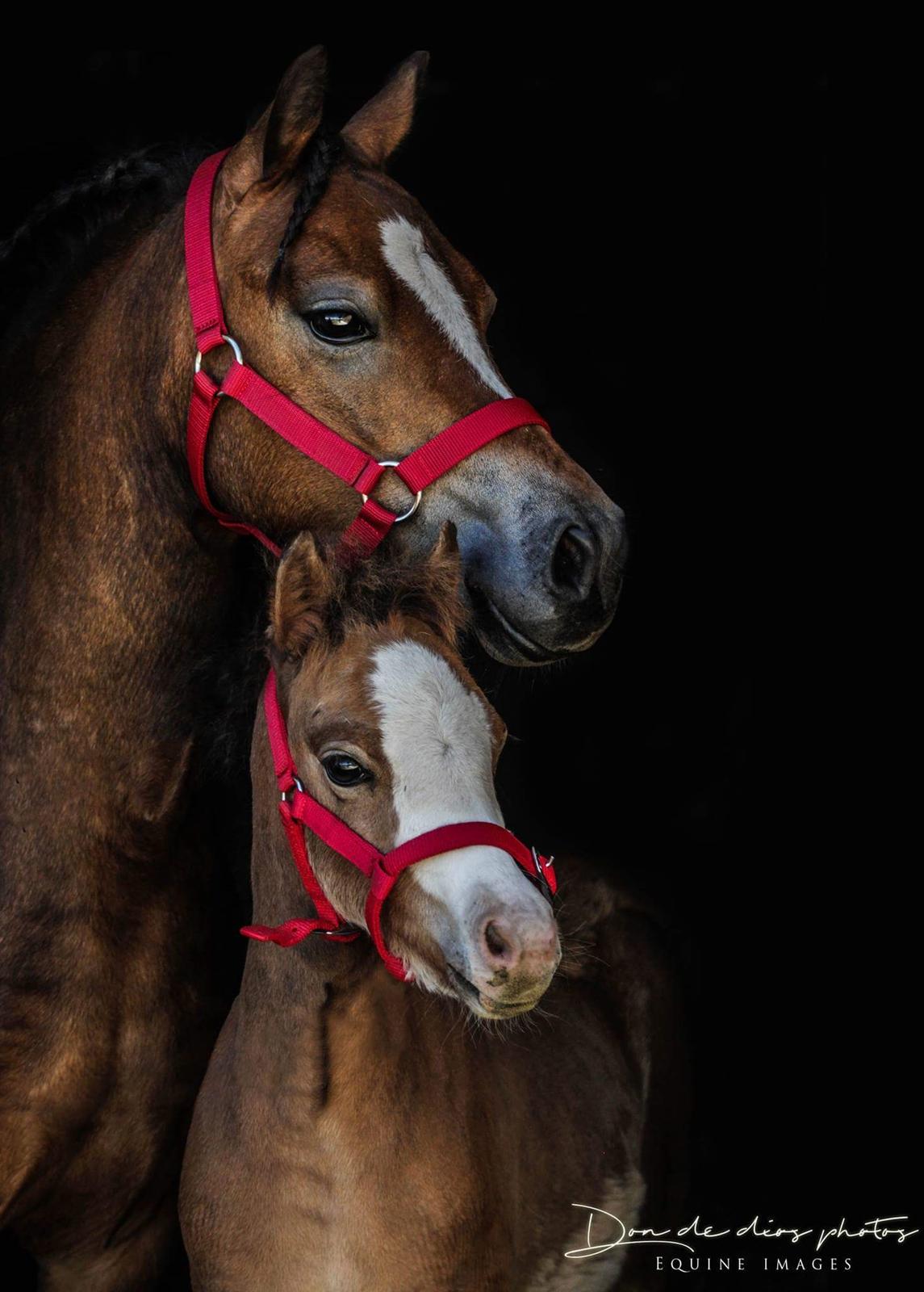Welsh Mountain (sec A) Padesølund's Just Belle  SOLGT billede 1