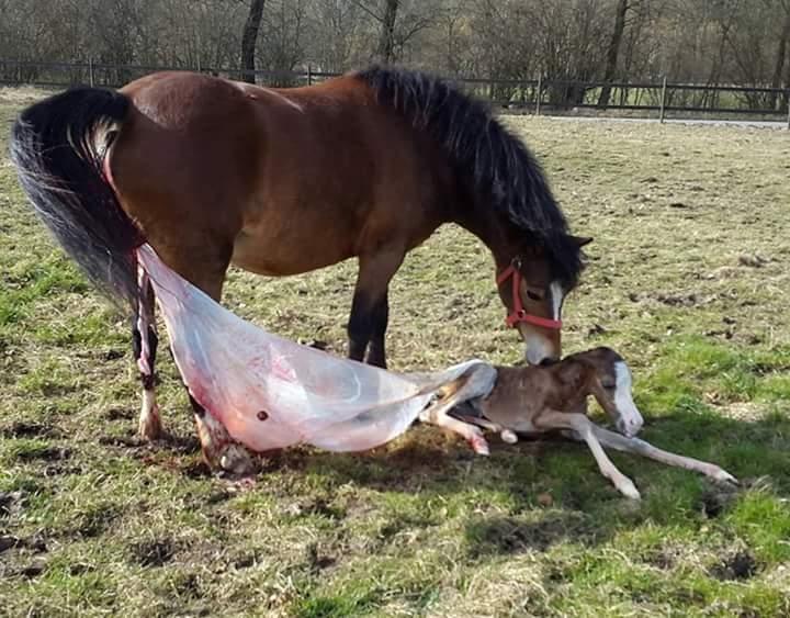 Welsh Mountain (sec A) Padesølund's Just Belle  SOLGT billede 2