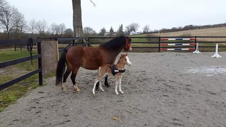 Welsh Mountain (sec A) Padesølund's Just Belle  SOLGT billede 3