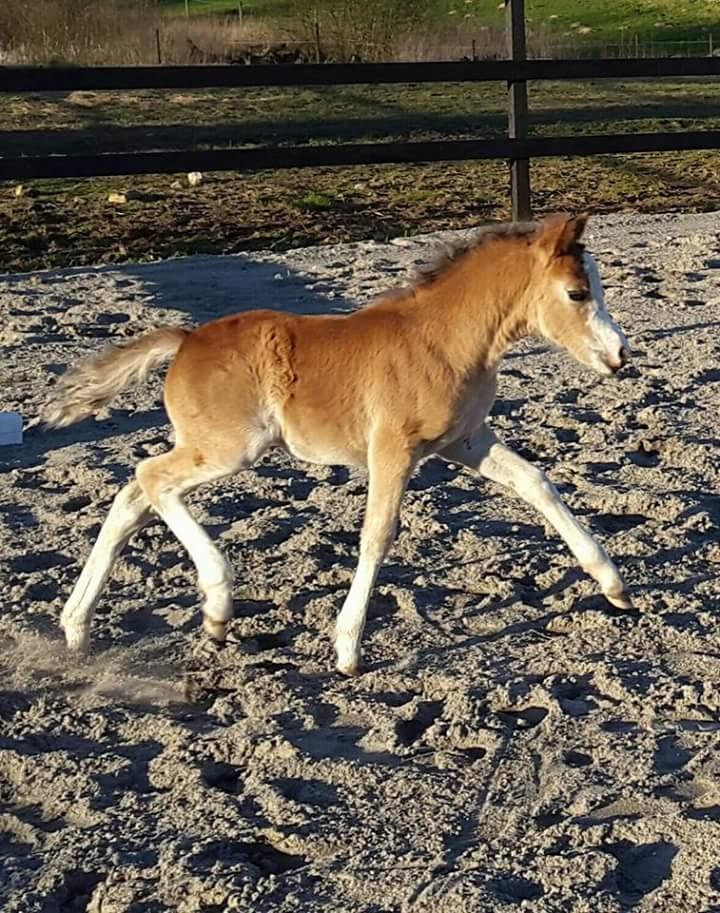 Welsh Mountain (sec A) Padesølund's Just Belle  SOLGT billede 4