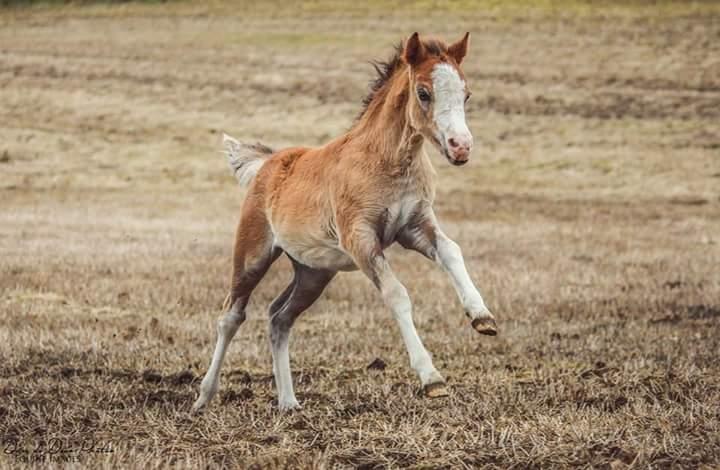 Welsh Mountain (sec A) Padesølund's Just Belle  SOLGT billede 5