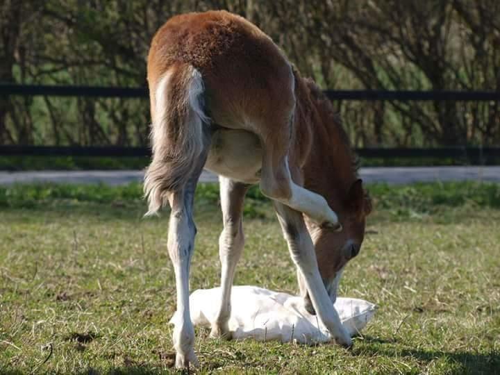 Welsh Mountain (sec A) Padesølund's Just Belle  SOLGT billede 6