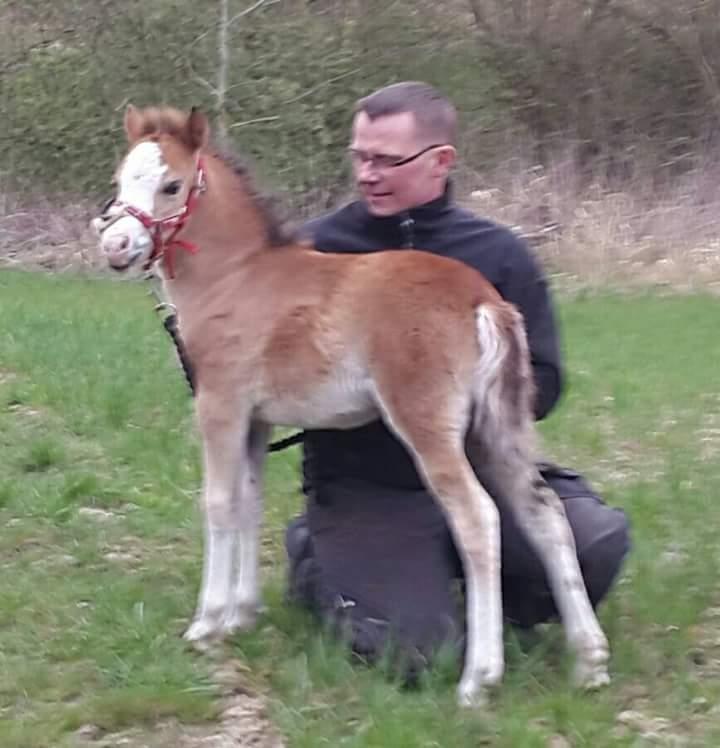 Welsh Mountain (sec A) Padesølund's Just Belle  SOLGT billede 7