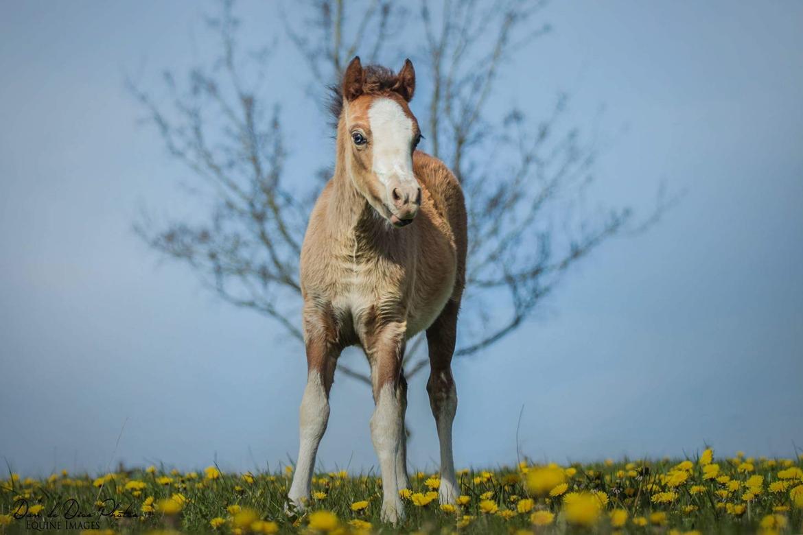 Welsh Mountain (sec A) Padesølund's Just Belle  SOLGT billede 8