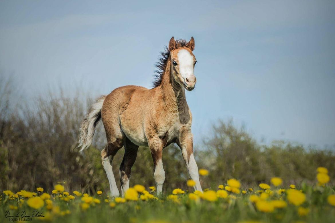 Welsh Mountain (sec A) Padesølund's Just Belle  SOLGT billede 9