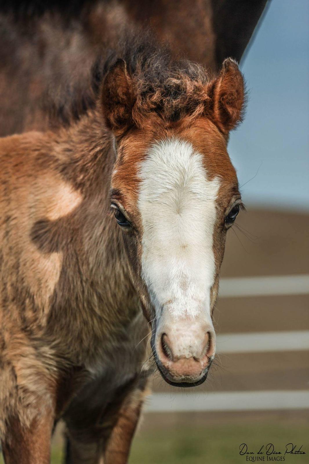 Welsh Mountain (sec A) Padesølund's Just Belle  SOLGT billede 10