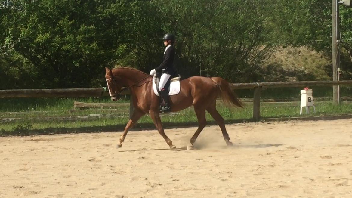 Dansk Varmblod Højgaards Rosinante billede 18