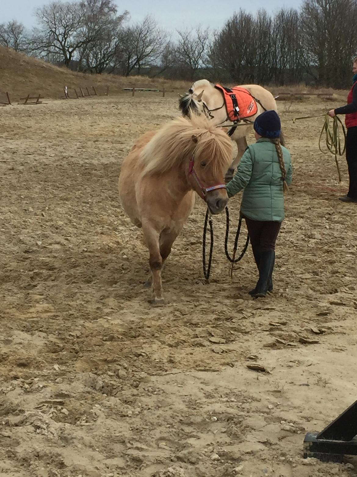 Anden særlig race Stella  billede 3