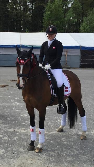 Hollandsk Sportspony Xantal-Jr. A / FEI-pony  - FEI Stævne Epona Norge  billede 1