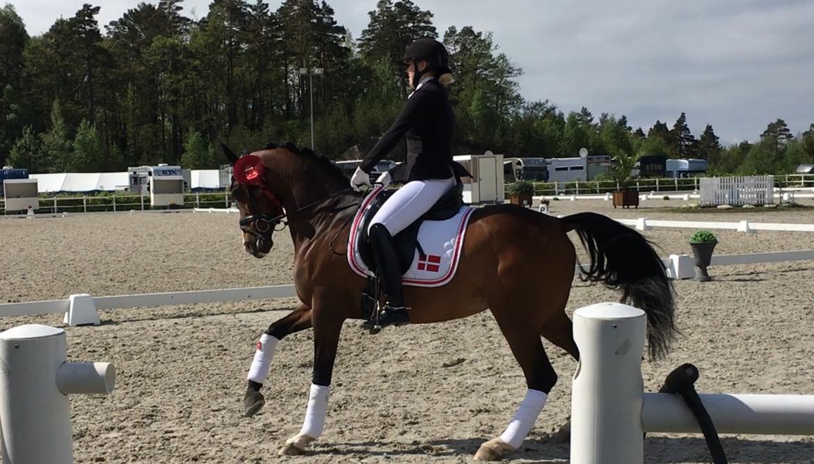 Hollandsk Sportspony Xantal-Jr. A / FEI-pony  - FEI stævne Epona Norge  billede 2