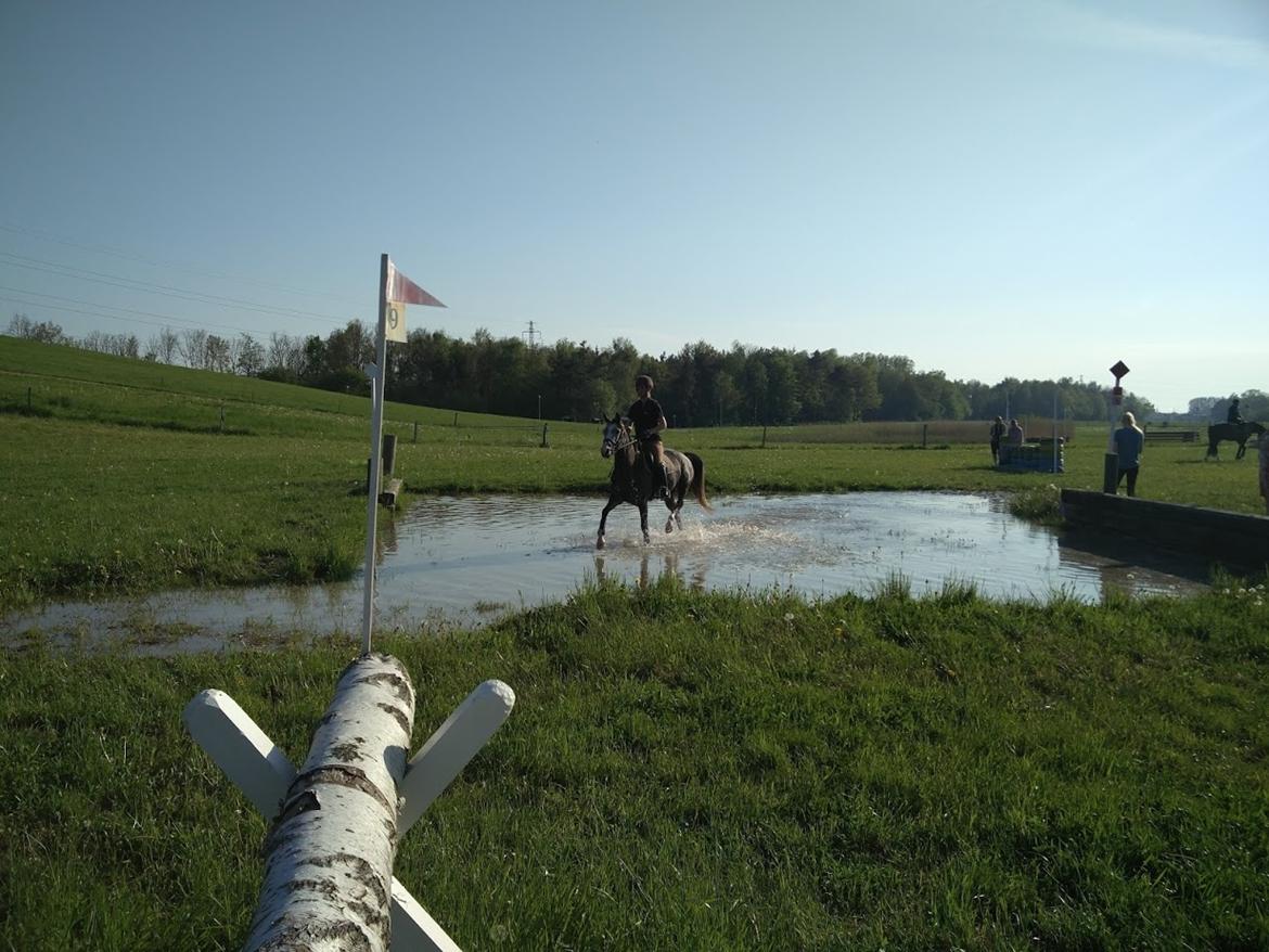 DSP Tystrupgårds Bathiba - 19. maj 2017, terræntræning i Ishøj billede 3