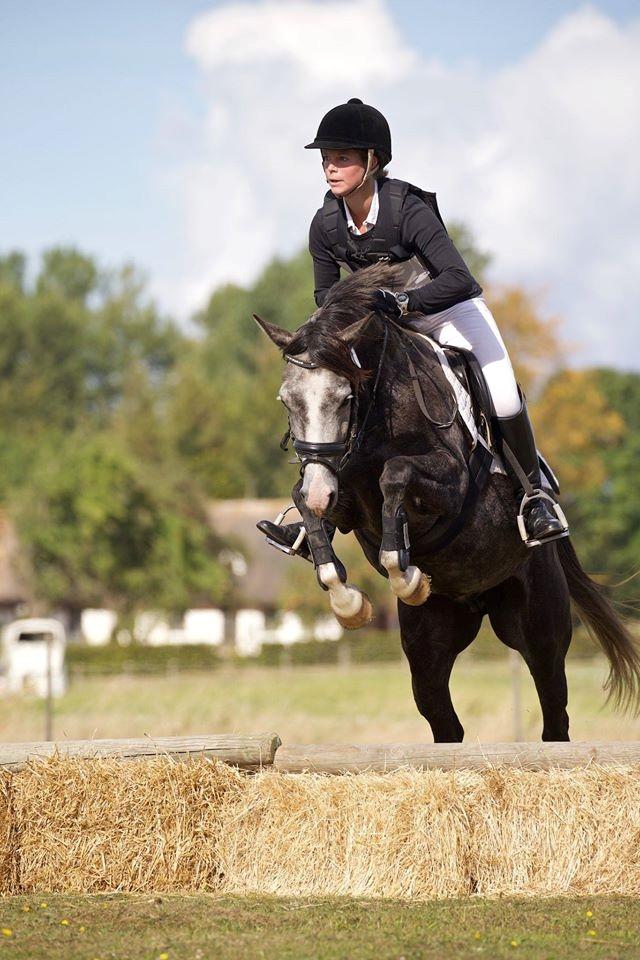 DSP Tystrupgårds Bathiba - 24. september 2016, terrænstævne billede 1