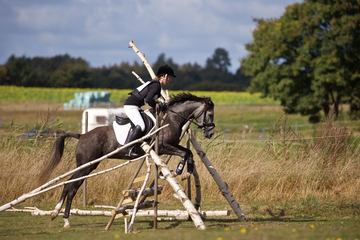 DSP Tystrupgårds Bathiba - 24. september 2016, terrænstævne billede 4