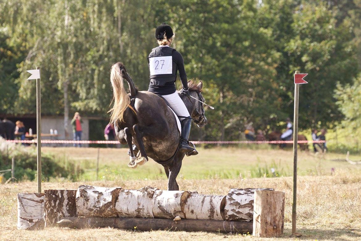 DSP Tystrupgårds Bathiba - 24. september 2016, terrænstævne billede 5