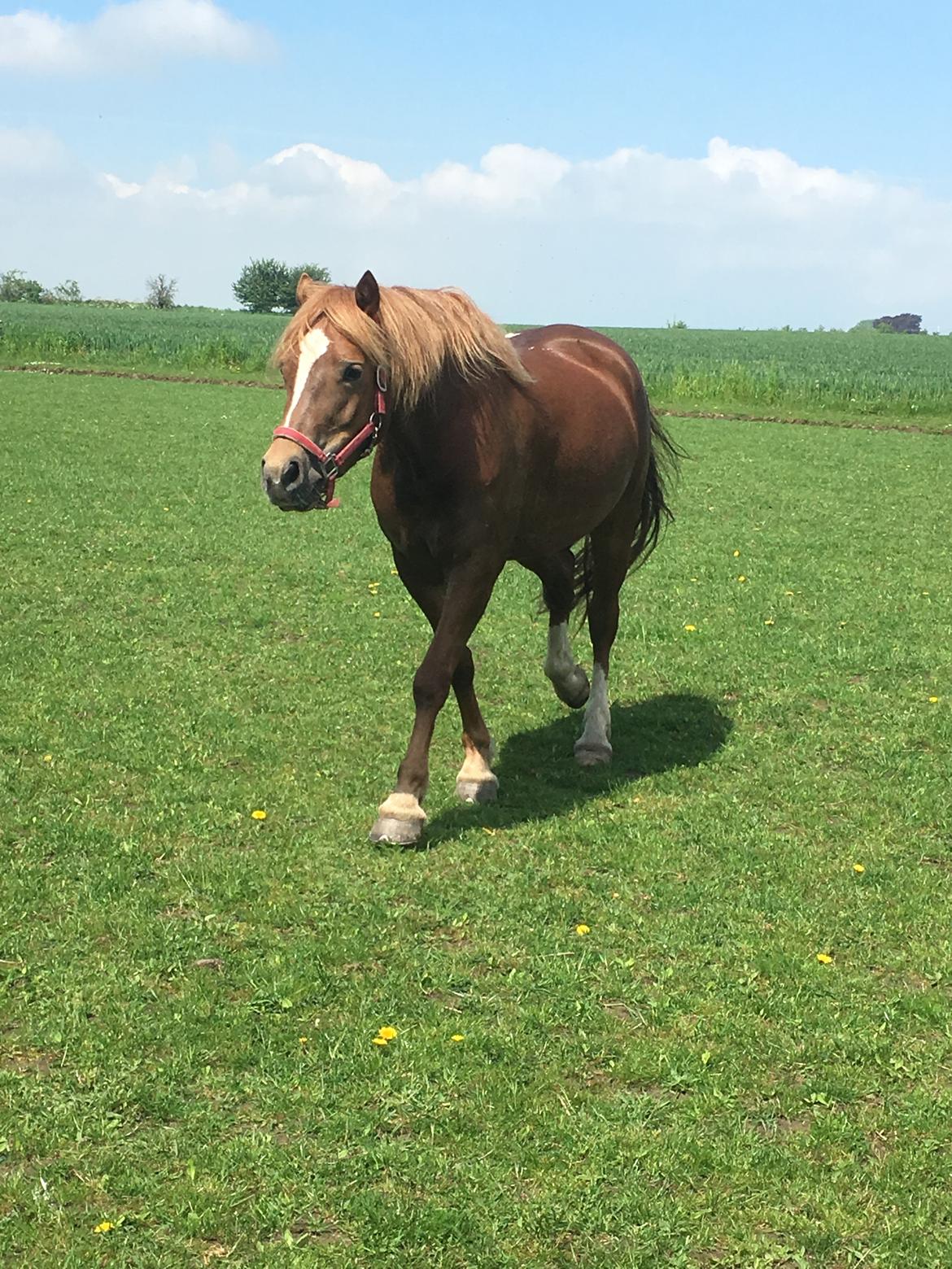 Welsh Cob (sec D) Stenløkkegårds annabell billede 4