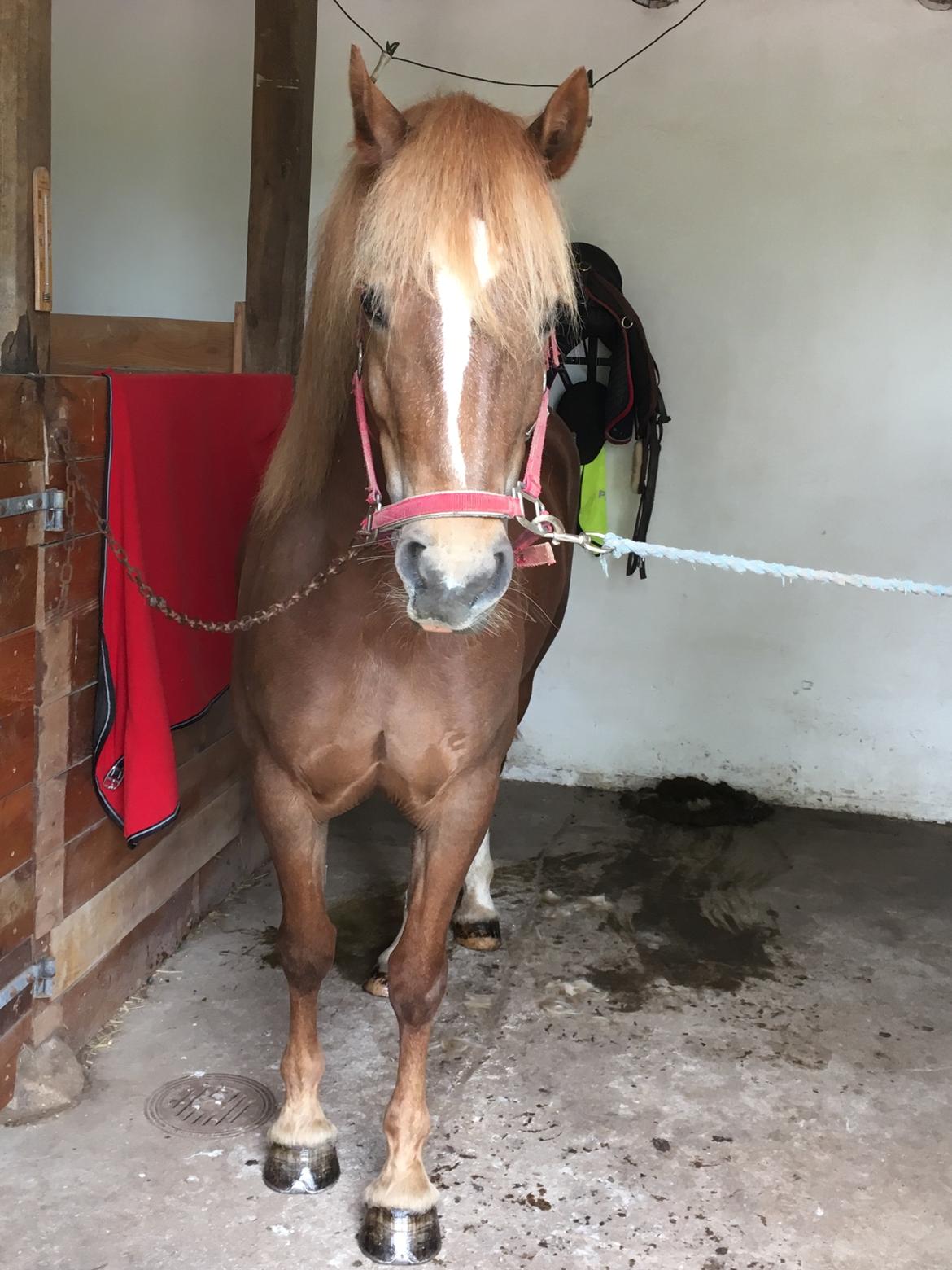 Welsh Cob (sec D) Stenløkkegårds annabell billede 5