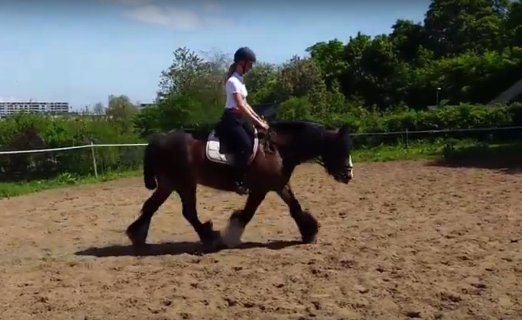 Irish Cob Shamrocks Rowan of Spades billede 17