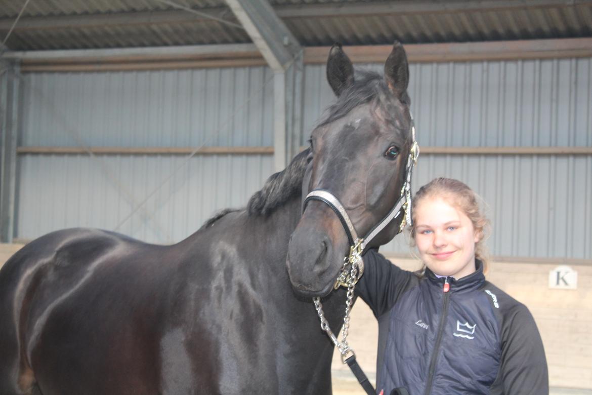 Dansk Varmblod Villumhøjs Lady Super Dancer - Første dage med min nye stjerne! 22.05.17 billede 15
