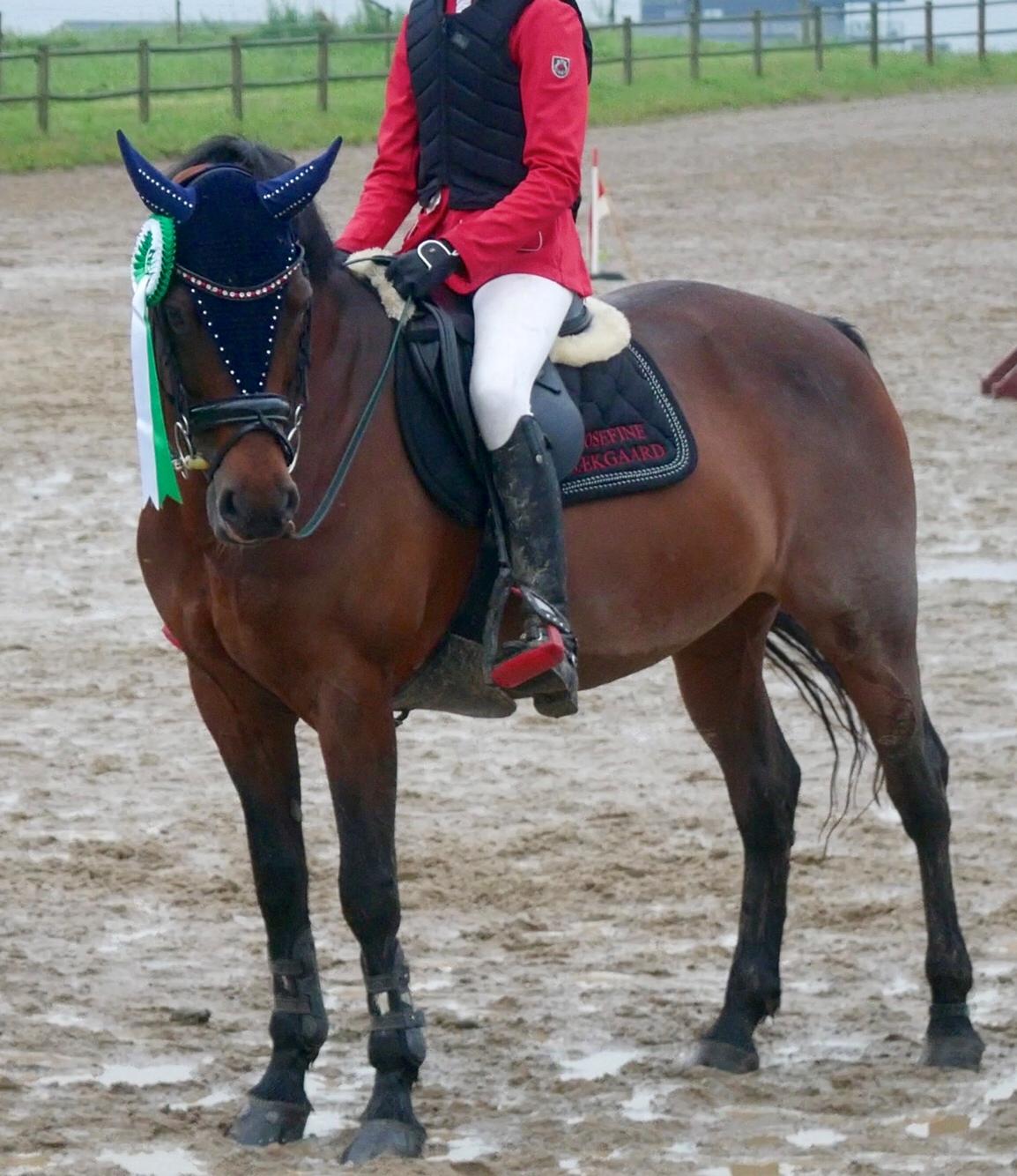 Connemara Ballycullen lass billede 12