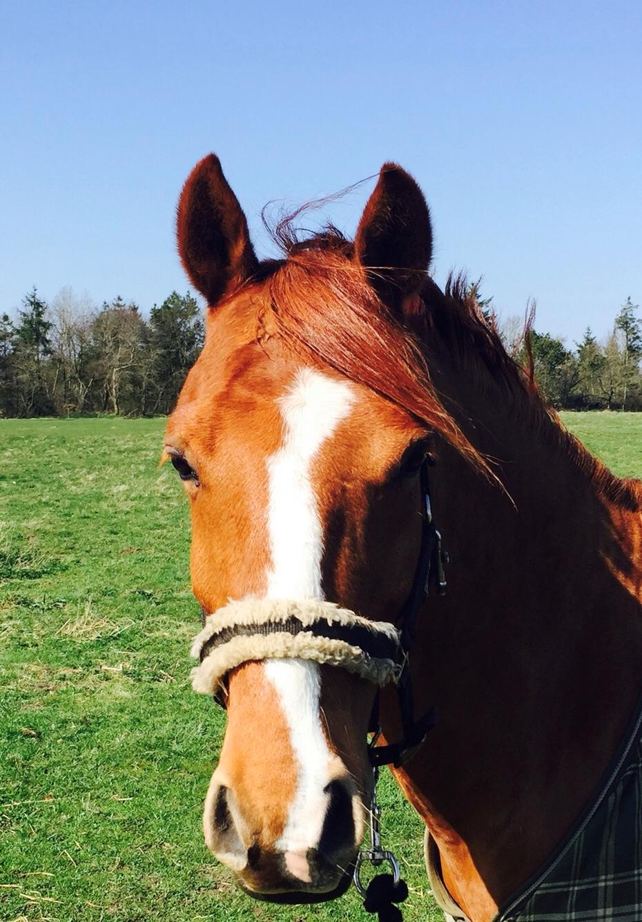 DSP F. charming de luxe billede 1