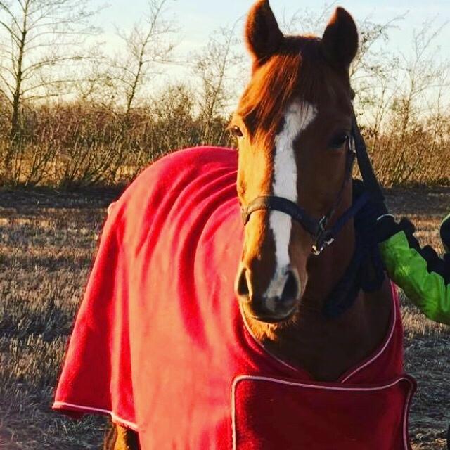 DSP F. charming de luxe billede 4