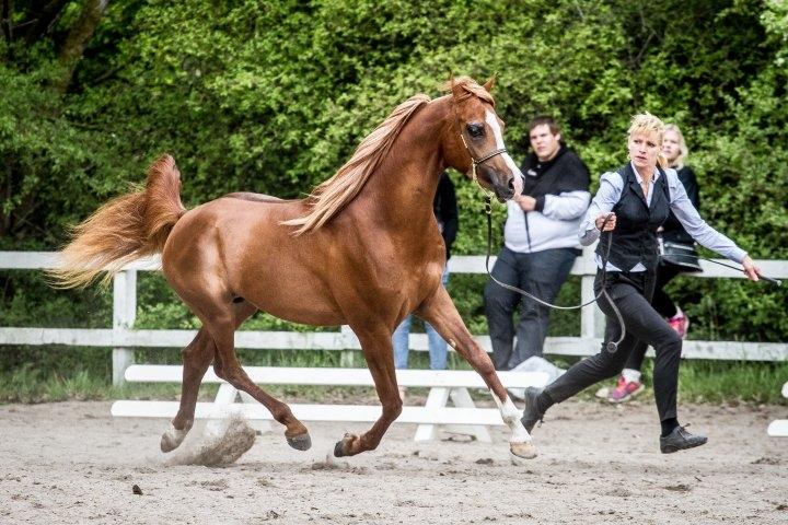 Arabisk fuldblod (OX) Marco APN - 2014-2017* - Photo Credit: DinDyrefotograf billede 5