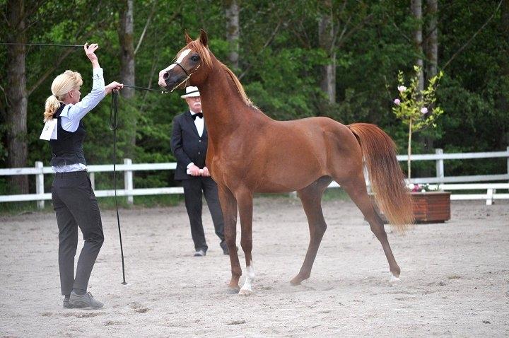 Arabisk fuldblod (OX) Marco APN - 2014-2017* - Photo Credit: Christina Sørensen billede 4
